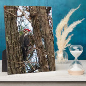 Male Pileated Woodpecker Fotoplaat (Zijkant)