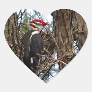 Male Pileated Woodpecker Hart Sticker