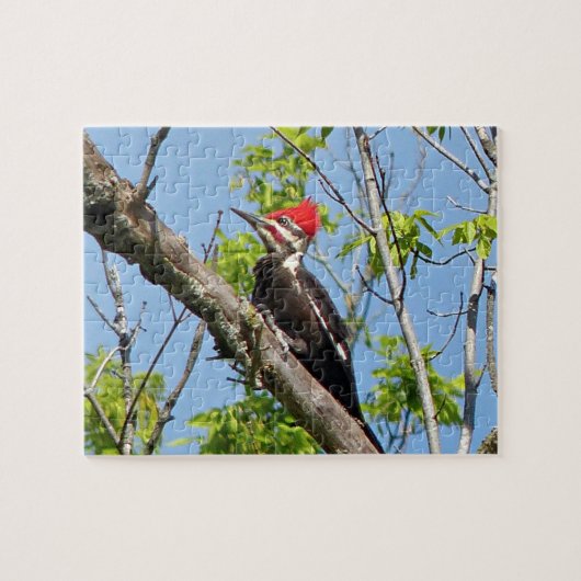 Male Pileated Woodpecker Legpuzzel (Horizontaal)