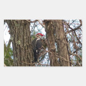 Male Pileated Woodpecker Rechthoekige Sticker (Voorkant)