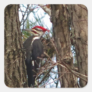 Male Pileated Woodpecker Vierkante Sticker