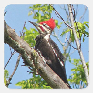 Male Pileated Woodpecker Vierkante Sticker