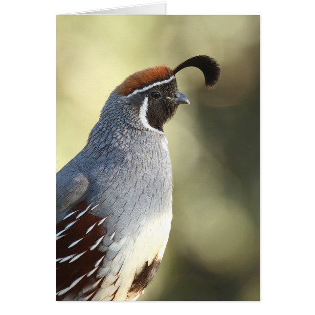 Male Quail (Voorkant)
