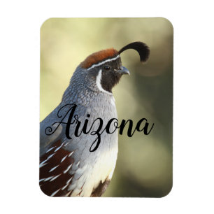 Male Quail, Arizona Magneet