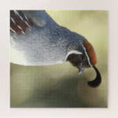 Male Quail Legpuzzel (Horizontaal)