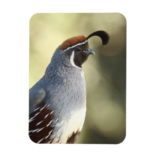 Male Quail Magneet (Verticaal)
