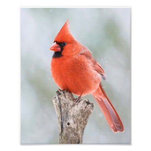 Male Red Cardinaal Snowy Branch Snowy Tree Stump Foto Afdruk