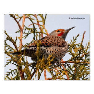 Male Red-Shafted Northern Flicker in een boom Foto Afdruk