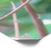 Male Ruby Throated Hummingbird Poster (Hoek)