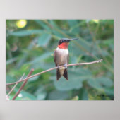 Male Ruby Throated Hummingbird Poster (Voorkant)
