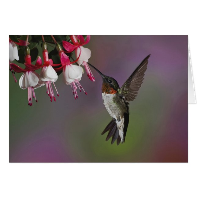 Male Ruby-trommelvogel, Archilochus (Voorkant Horizontaal)