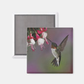 Male Ruby-trommelvogel, Archilochus Magneet (Voorkant / Achterkant)