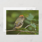 Male Ruby-vol Kinglet, Regulus calendula Briefkaart (Voorkant / Achterkant)