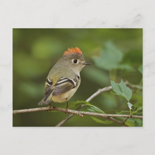 Male Ruby-vol Kinglet, Regulus calendula Briefkaart (Voorkant)