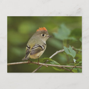 Male Ruby-vol Kinglet, Regulus calendula Briefkaart