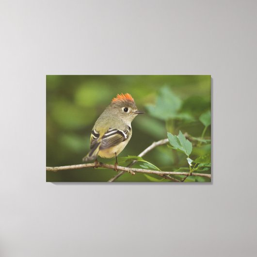Male Ruby-vol Kinglet, Regulus calendula Canvas Afdruk (Voorkant)