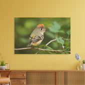 Male Ruby-vol Kinglet, Regulus calendula Canvas Afdruk (Insitu (Woonkamer))
