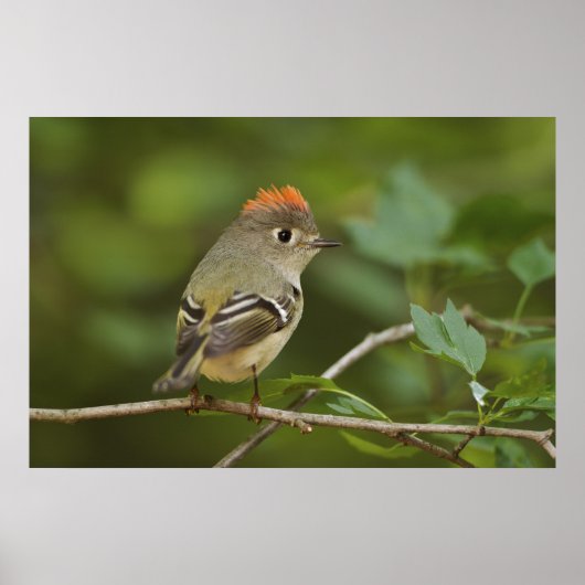 Male Ruby-vol Kinglet, Regulus calendula Poster (Voorkant)