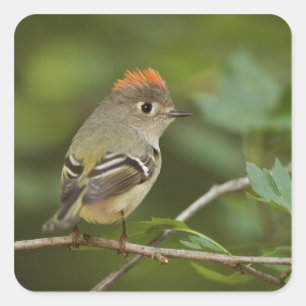 Male Ruby-vol Kinglet, Regulus calendula Vierkante Sticker