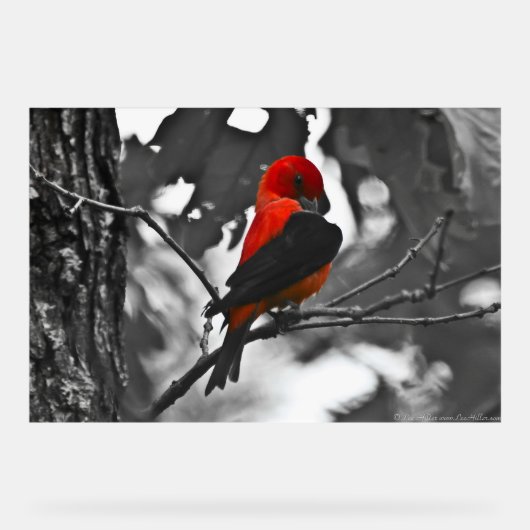 Male Scarlet Tanager Acryl Bord (Voorkant)