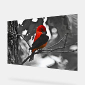 Male Scarlet Tanager Acryl Bord (Hoek)