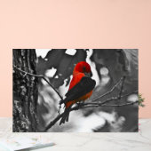 Male Scarlet Tanager Acryl Bord (Huwelijk)