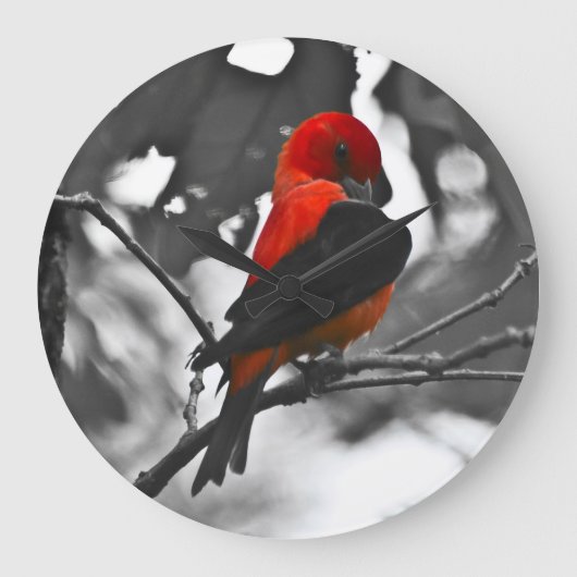 Male Scarlet Tanager Grote Klok (Voorkant)