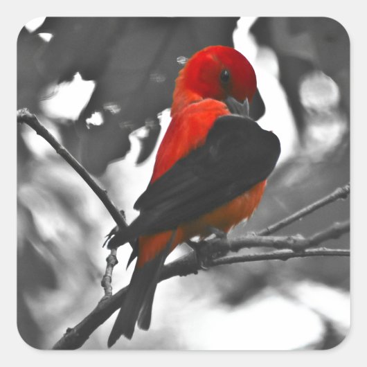 Male Scarlet Tanager Vierkante Sticker (Voorkant)