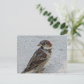 Male Sparrow Briefkaart (Staand voorkant)