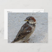 Male Sparrow Briefkaart (Voorkant / Achterkant)