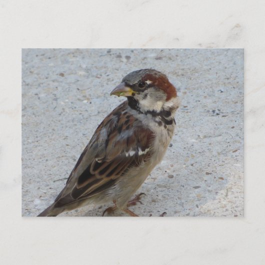 Male Sparrow Briefkaart (Voorkant)