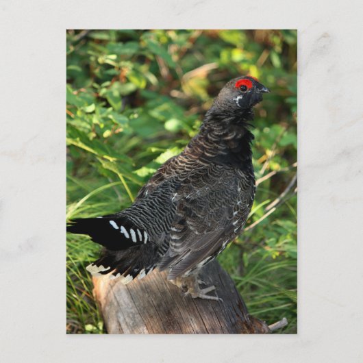 Male Spruce Grouse Briefkaart (Voorkant)