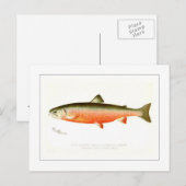 Male Sunapee Trout Briefkaart (Voorkant / Achterkant)