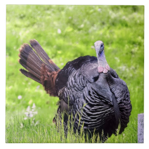 Male Turkey close up Tegeltje