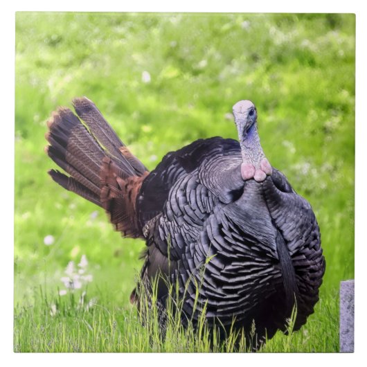 Male Turkey close up Tegeltje (Voorkant)