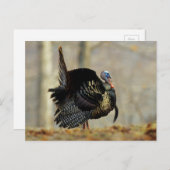 Male turkey strutting, Illinois Briefkaart (Voorkant / Achterkant)