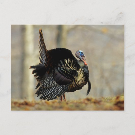 Male turkey strutting, Illinois Briefkaart (Voorkant)