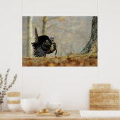 Male turkey strutting, Illinois Poster (Keuken)