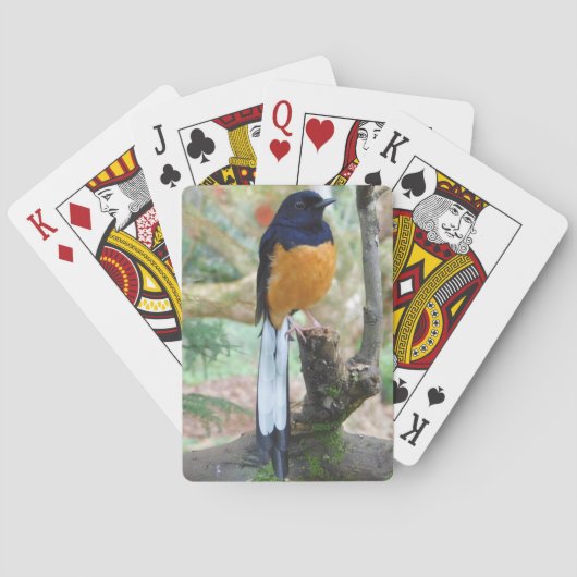 Male White-Rumped Shama Bird Pokerkaarten (Achterkant)