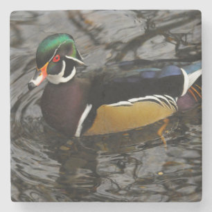 Male Wood Duck At Crystal Springs Rhododendron Stenen Onderzetter