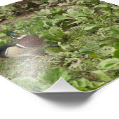 Male Wood Duck Foto Afdruk (Hoek)