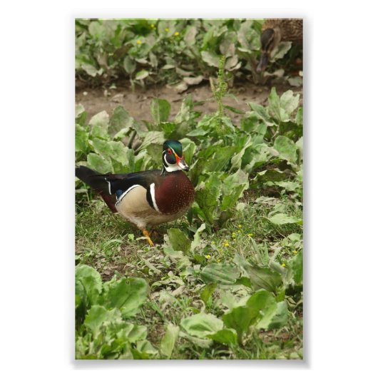 Male Wood Duck Foto Afdruk (Voorkant)