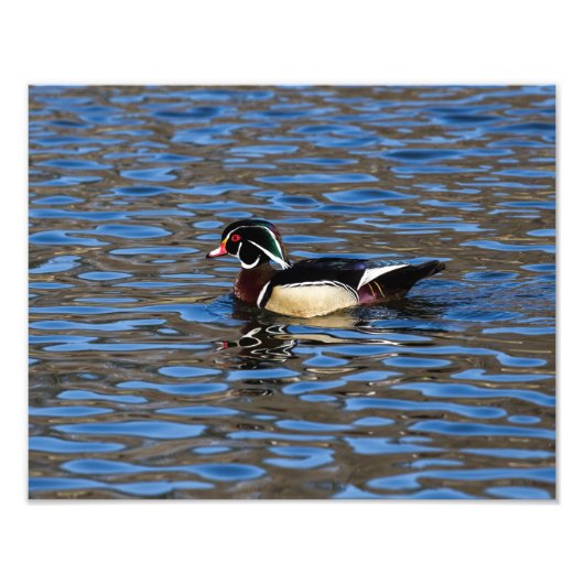 Male Wood Duck Foto Afdruk (Voorkant)