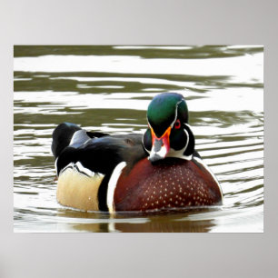 MALE WOOD DUCK POSTER