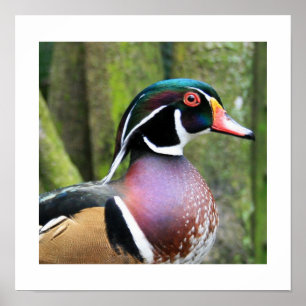 Male Wood Duck Profiel Poster