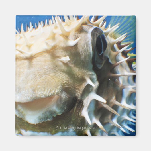 Malediven Magneet (Voorkant)