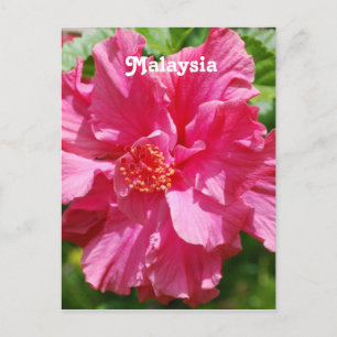 Maleisië Hibiscus Briefkaart