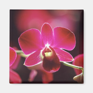 Maleisië, Orchid Magneet