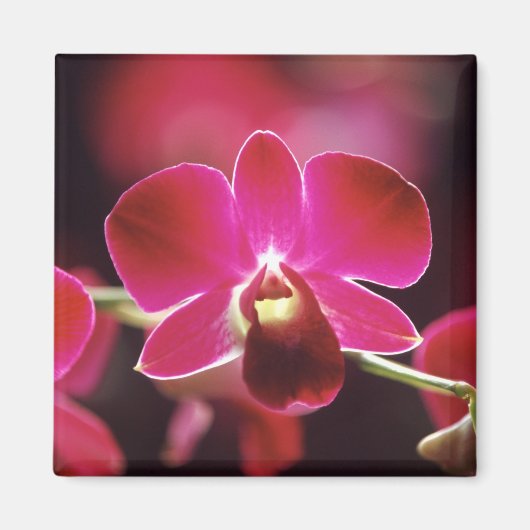 Maleisië, Orchid Magneet (Voorkant)