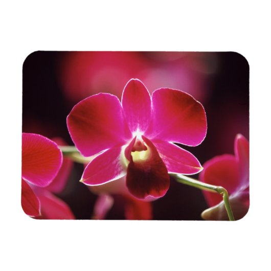 Maleisië, Orchid Magneet (Horizontaal)